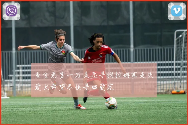 重金悬赏一万美元寻找拉姆塞走失爱犬希望尽快寻回爱宠